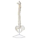 MonMed Life Size Vertebral Column Model with Spinal Nerves, Skull Base, and Pelvis – Flexible Spine Model with Stand