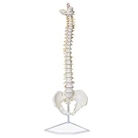 Algopix Similar Product 18 - MonMed Life Size Vertebral Column Model