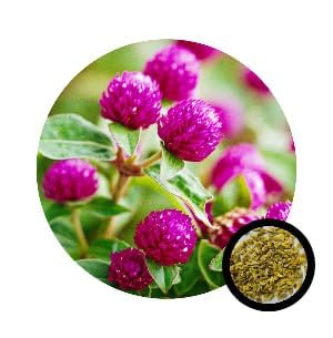 Gomphrena Purple Flower Seeds For Home And Kitchen Gardening (B0C2VN3NMB) Amazon Price History, Amazon Price Tracker