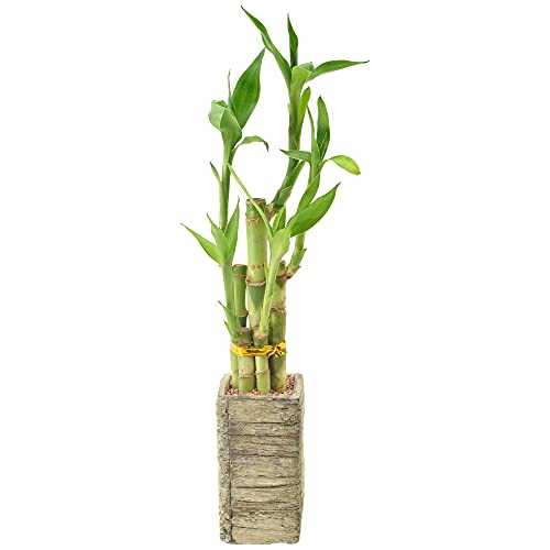 Arcadia LV24 5-Stem Lucky Bamboo, Live Indoor Plant In Aged Wood Planter thumb #2