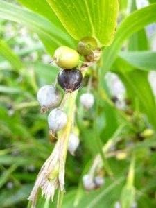 Hemani Enterprises Vaijayanti Plant, Vaijayanti mala plant with pot 4 inch (B0DDHGWNY8) Amazon Price History, Amazon Price Tracker