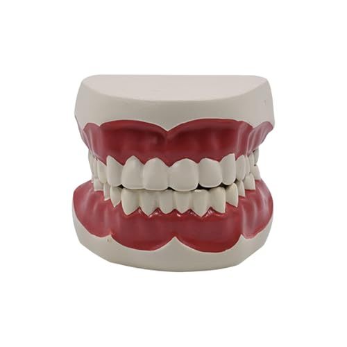 Dents standard pour la démonstration avec articulation stable de la mâchoire
