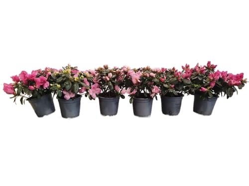 Azaleas Flores Rosa | Set 6 Unidades |DECOALIVE |Plantas Vivas y Naturales