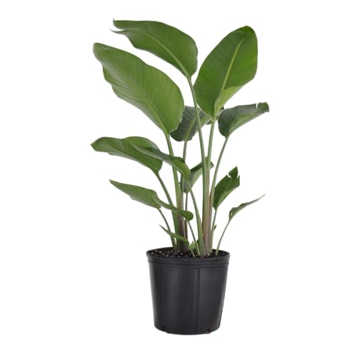 White Bird of Paradise Live Plant by United Nursery...