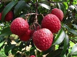 Mphmi Rare Hybrid Litchi chinensis Tasty Tropical Dwarf Lychee Fruit Plant (1 Healthy Plant in Polybag) Plant (B08T64CYPW) Amazon Price History, Amazon Price Tracker
