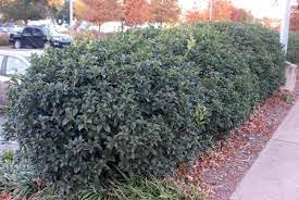 Miniatura 4 de Tea Olive Fortunei  3 plantas vivas  Planta de Osmanthus fragante para jardín y paisaje, arbusto de hoja perenne de rápido crecimiento