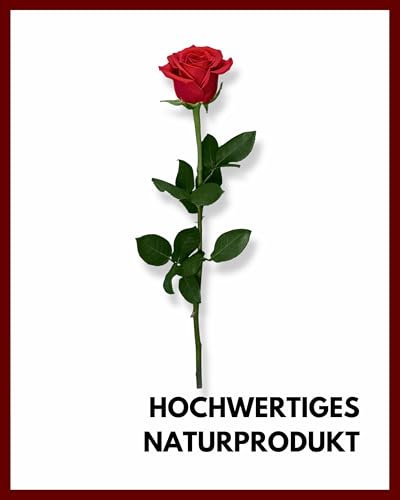 Ewige Rose Mia Milano rot am Stiel (5 Jahre haltbar) in Geschenkbox