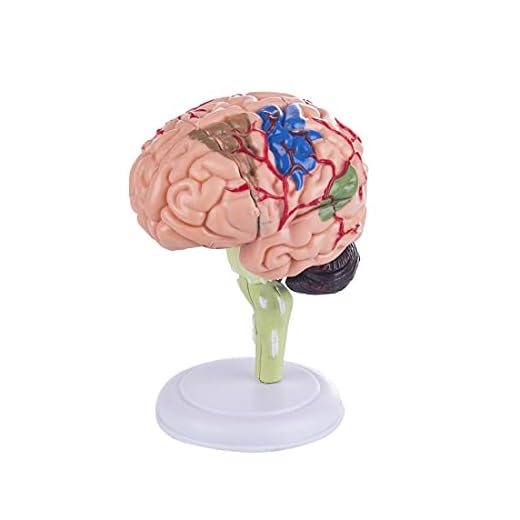 RuiyiF Brain Structure Model Anatomy Toys for Kids, Human Brain Model for Teaching, Learning, School Use