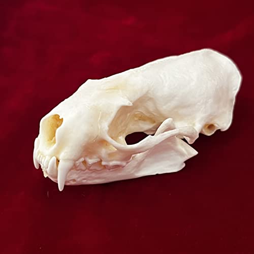 image for CLLOEAT Taxidermy Real Animals Skulls, Real Bones Specimen, Taxidermy 