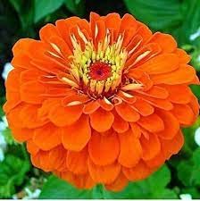 Audbhidhi Orange Zinnia Plant Seeds For Terrace And Summer Gardening Pack of 50 Seeds