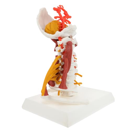 Modèle cervical médical en PVC blanc pour affichage et enseignement didactique