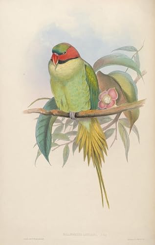 Affiche Graffiti Art Mural Oiseaux d'Asie John Gould 60x90cm pour salon