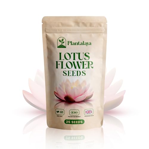 Lotus Flower Seeds Easy to Grow Aquatic Plants for Ponds Bowls & Water Gardens | Beautiful Blooming Lotus for Home & Garden Decoration
