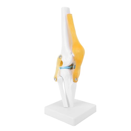 OEBUAFI Modelo de Articulación de Rodilla Humana, Modelo de Esqueleto Anatómico de Tamaño Natural con Ligamentos y Rótula, Giratorio Flexible para Educación Médica y Enseñanza en el Aula