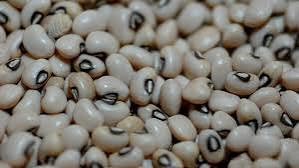 Sementes de Feijão de Corda 150 unidades