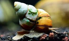 10 Live Trapdoor Snails for Freshwater Aquariums and Ponds