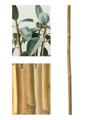 JARDIN202 - Tutores de Bambú Ecológicos para Jardín - Estaca Natural: 60-210cm, Packs de 12-36 Unidades | 210cm (Alto) ø 16-18 mm (Pack 36 uds)