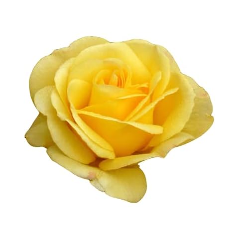 Rose My Lovely Mum - Superb Gift Idea for Birthdays, Mum,Mom, & for All Occasions Cover