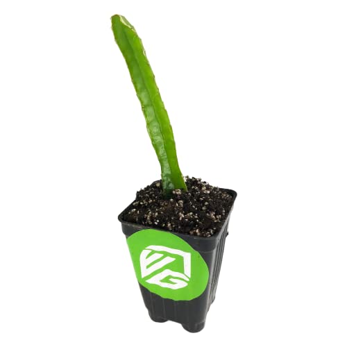 Edgar's Baby Dragon Fruit Cactus Live Plant - Hylocereus Undatus - Wellspring Gardens Starter Plant #TOP1