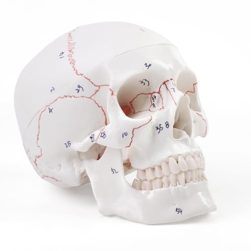 Materiali di consumo di laboratorio: i materiali in PVC non devono preoccuparsi che vengano danneggiati dagli studenti. Sono quindi un'aggiunta importante ai materiali di consumo di laboratorio. Molto adatto per insegnamento scolastico, display educativo
