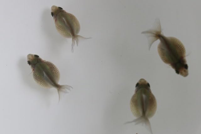 Amazon | （国産金魚）ピンポンパール（黒仔）当歳 3匹セット サイズ約