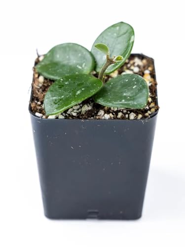 Josh's Frogs Hoya - Wax Plant (Mathilde)