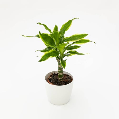 Pianta vera di Dracaena fragrans 'Golden Coast'