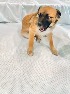 Promagnet Magnetic Therapy Pet Pad (Large) Washable, Removable Cover. Made In The Usa For Over 26 Years #TOP2