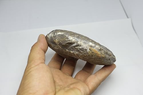 Image of Ammonite Fossil Cretaceous Fossils Fossils from Morocco Fossil Rock Ammonites Fossil A302