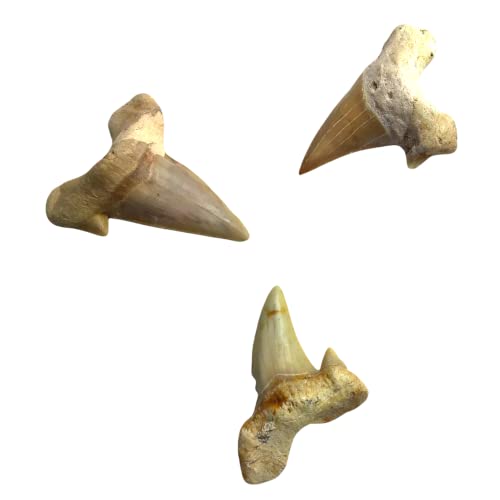 Steinfixx® Dents de requin fossilisées - Non traitées - Naturelles - Produits bruts (3 pièces)