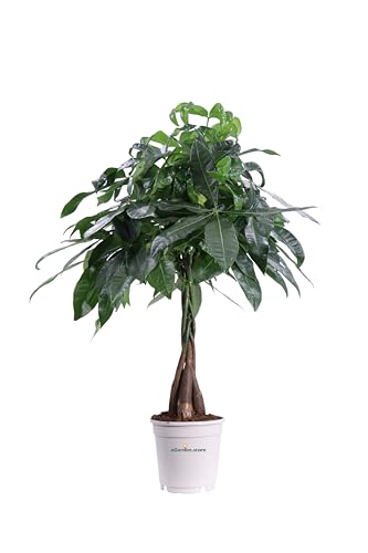 Pianta di Pachira Acquatica Intrecciata Albero Porta Soldi pianta da interno pianta ornamentale di Pachira pianta da appartamento pianta vera di Pachira venduta da eGarden.store (Vaso 15 cm)