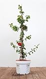 PlantaPro