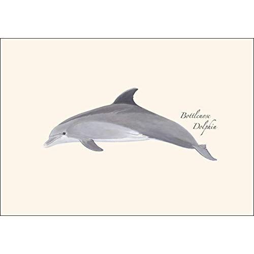 Image of Earth Sky + Water - Bottlenose Dolphin Notecard Set - 8 Blank Cards with Envelopes