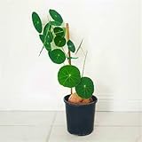 Stephania Planting USA （Plantation) Professional -1bulb-b