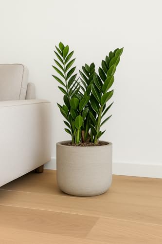 Finestgreen Charlie Pflanzgefäß Grau L | Blumentopf für Innen- und Außenbereich, Frostfest, UV-Beständig, wasserdicht | Blumenkübel Betonoptik