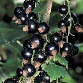 12-18" Tall Ben Lomond Black Currant 1 Rooted Plant 1 Year Old