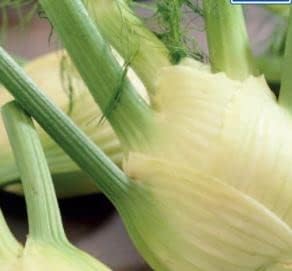 55 Seeds of Herb – Fennel Florence, Grow Your Own Garden Indoor Outdoor
