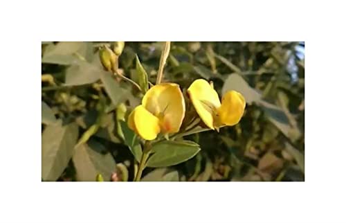 Abbiamo tutto quello che ti serve per rendere unico il tuo giardino o la tua zona living. Ti auguriamo tanto successo con la semina e non vediamo l'ora di vedere i nuovi fiori con te.