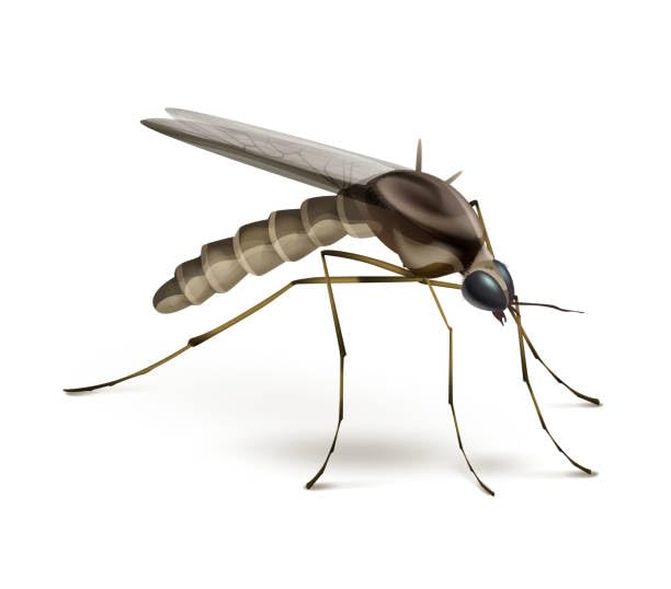 Láminas adhesivas para insectocaptor Pluslight recambios de trampas de luz pack de 6 unidades 5