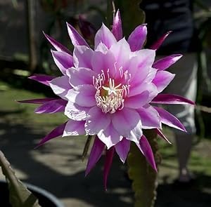 BeGrin Purple Brahma Kamal Live Plant Saussurea Obvallata Night Queen Lady of The Night King of Himalayan Flowers Sacred Saussurea Night blooming Cereus Healthy Live Plant (B0D17MDZX5) Amazon Price History, Amazon Price Tracker