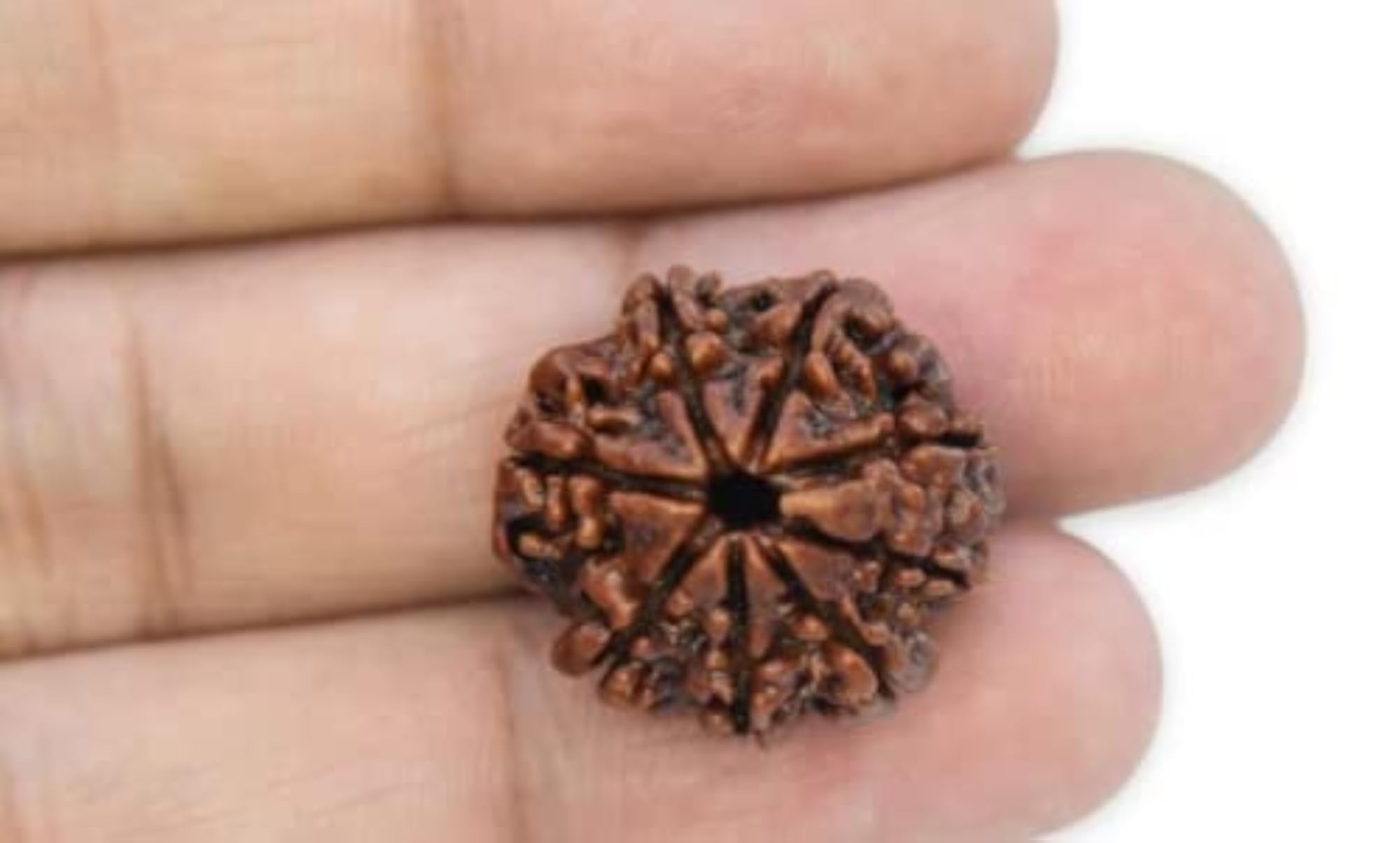 Genuine Rudraksha 8 Mukhi Original Nepal Pure Beads