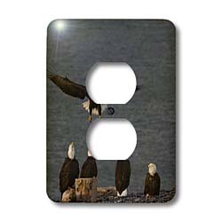 Couvercle de prise double pour cacher les murs abîmés motif aigle