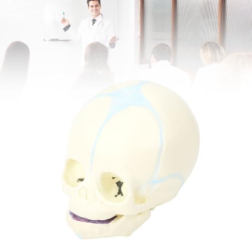 Outil d'affichage de squelette d'anatomie de fœtus Elprico pour laboratoire - 2