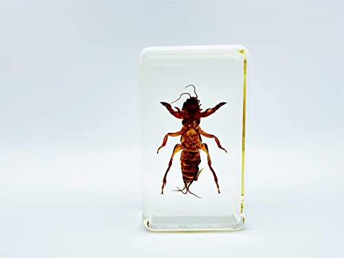 Image of Assorted Styles of Beetle and Insect Specimens, Clear Amber Resin Material Ideal for Kids' Science Education, Collecting, and Home Decoration 2.4″*1.4″*0.7″ (No.47)