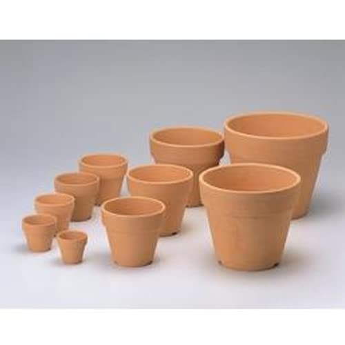 斑入りソテツ 散り斑 4号素焼鉢 斑入りソテツ 散り斑 4号素焼鉢