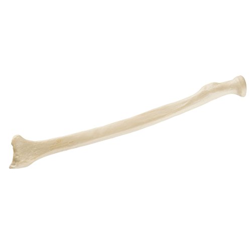 Image of 3B Scientific 1019610 Orthobones Standard Radius Bone Model, Left