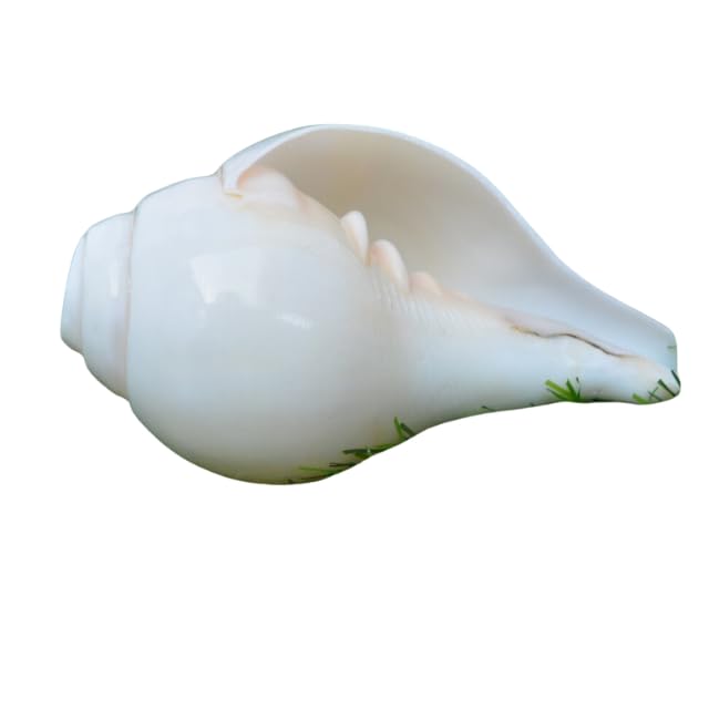 Shankh Pooja Blowing Conch Shell White Sound Conch Shell Sound Positive Energy For Relax and Positivities| 5 Inch (White) Decorative, Poojan Shankh Sacred Shell Navratri Diwali Pooja