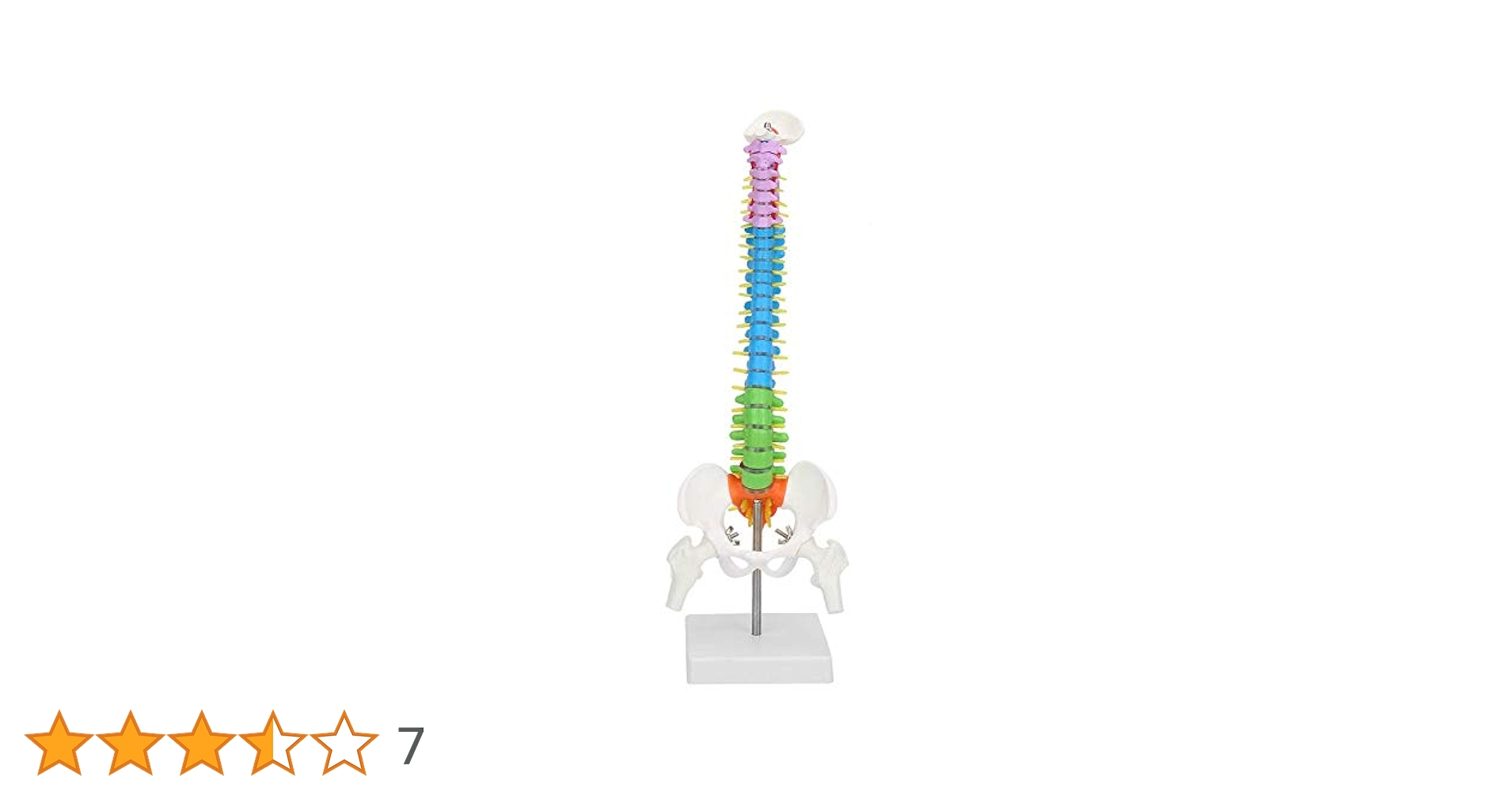 1/2サイズ 高精度 グニャと背骨を動かせる ミニ脊柱模型 約45cm 1/2サイズ 高精度 グニャと背骨を動かせる ミニ脊柱模型 約45cm