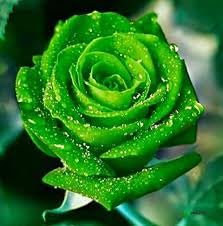 Rare Green Rose Plant - Live Outdoor Flower -1 Rare Green Rose Plant - Live Outdoor Flower -1