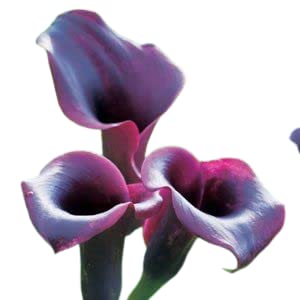 Siddhi Vinayak Gallery® Organic Calla Lilly Bulbs Easy Growing For every weather Home And Garden Bucket Purple color Flower PACK OF 18